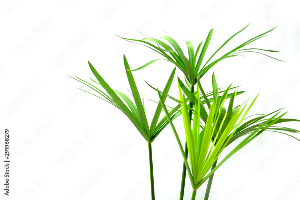 Fresh Cyperus diffusus on white background.