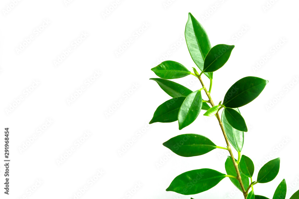 green leaves on white background, background concept.