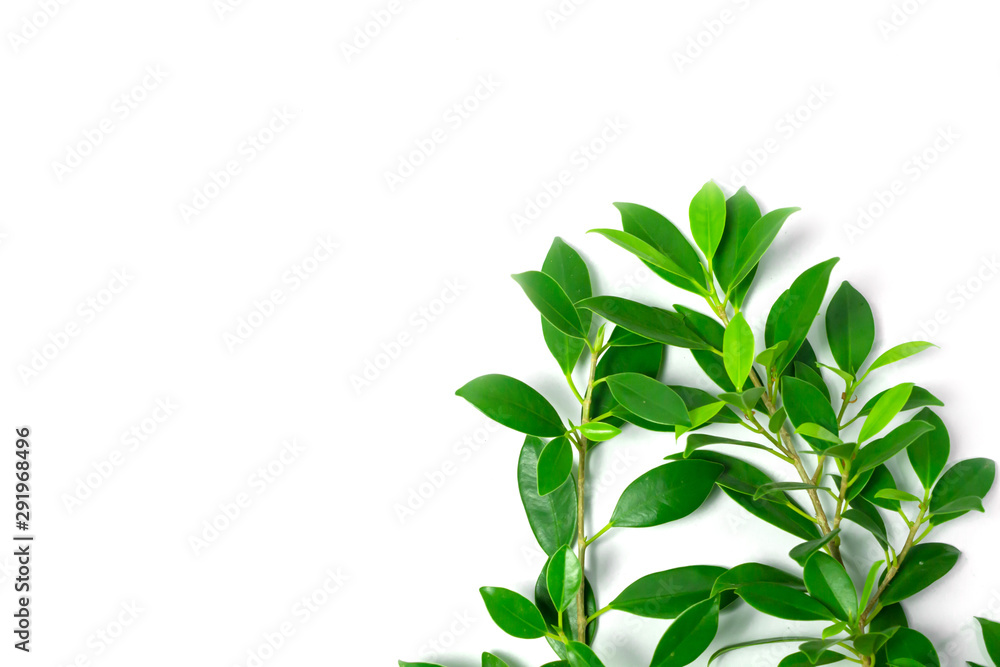 green leaves on white background, background concept. green leaves on white background, background concept.