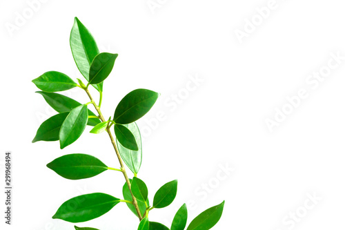green leaves on white background, background concept. © Taveesak