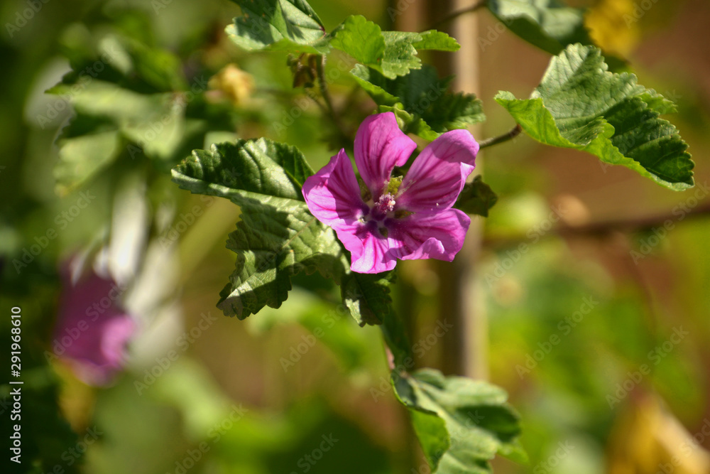 flower of common mallow also called malva sylvestris in late summer, pink cheeses or mauve flower in botanical garden flower of common mallow also called malva sylvestris in late summer, pink cheeses or mauve flower in botanical garden