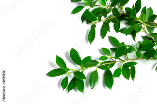 green leaves on white background, background concept.