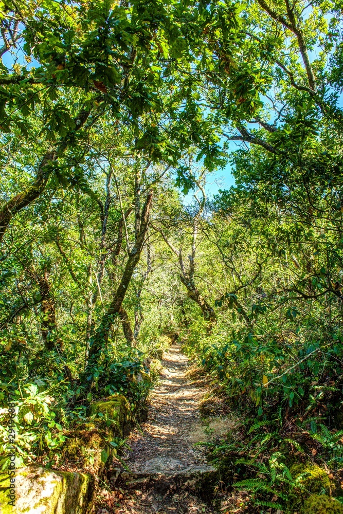 old path in a relict forest in Portugal