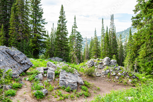 Albion Basin, Utah summer with landscape view of rocks and tall pine trees in Wasatch mountains to Cecret Lake photo