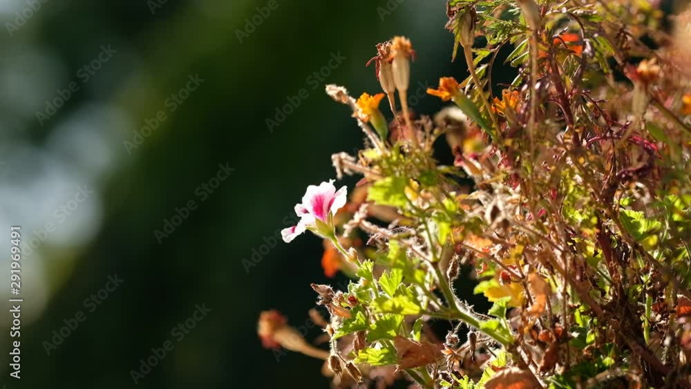 Late summer closeup on a balcony with faded and withered marigold flowers and a geranium in full blossom Late summer closeup on a balcony with faded and withered marigold flowers and a geranium in full blossom