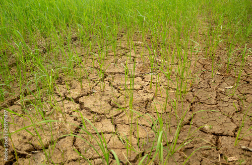 Dry and hot summers dry, cracked soil, ground on the field with some small, green plants.