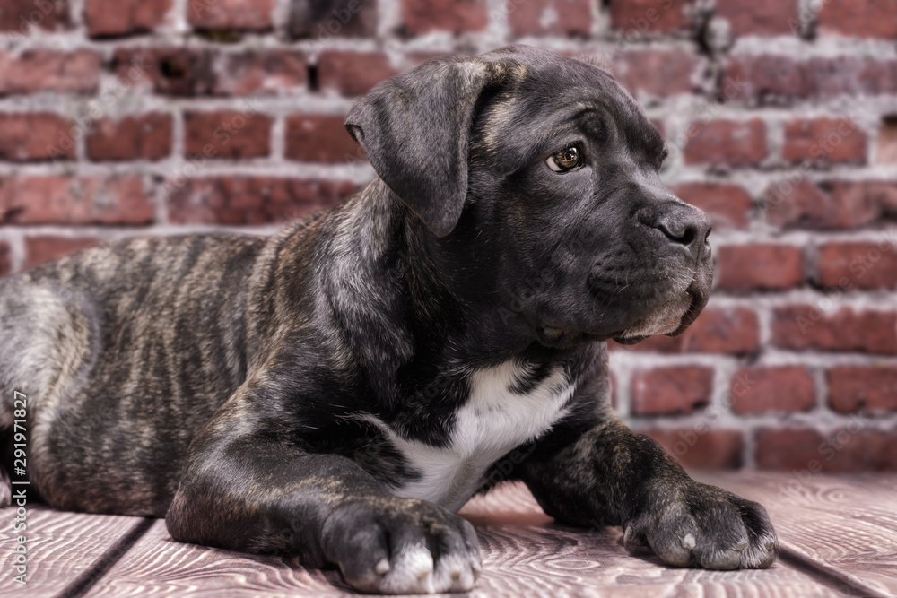 canecorso black puppy on brick wall background close up canecorso black puppy on brick wall background close up