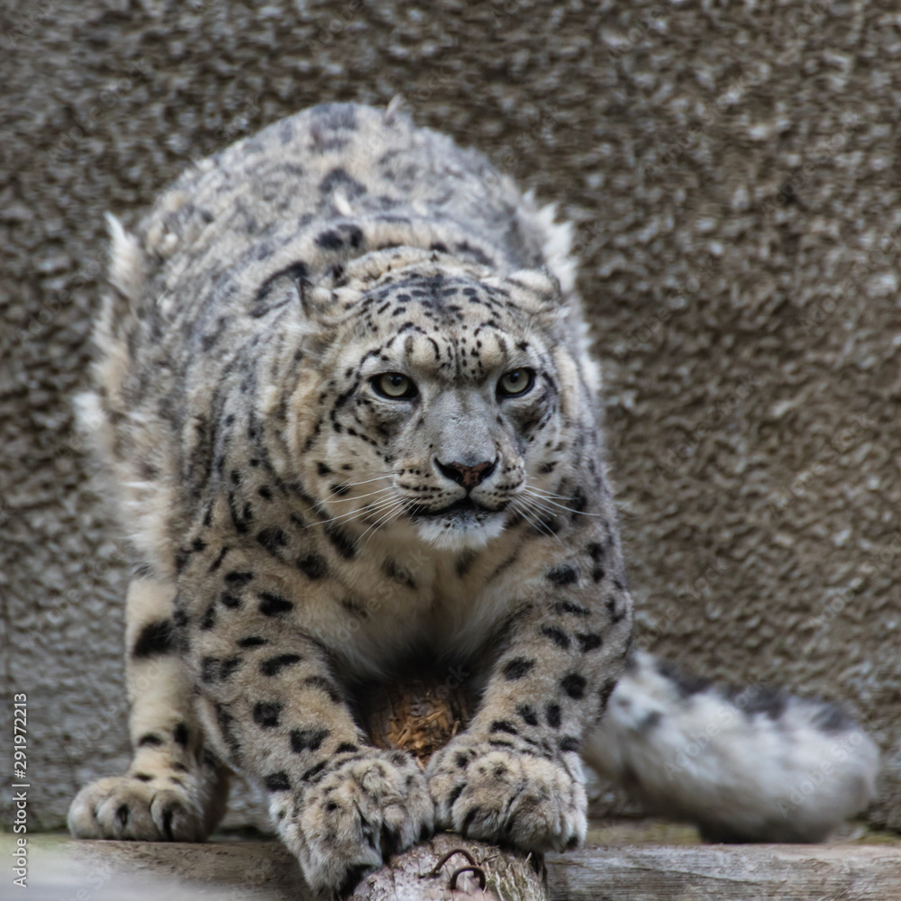 The snow leopard is a large predatory mammal of the cat family living in the mountains of Central Asia. The snow leopard is a large predatory mammal of the cat family living in the mountains of Central Asia.