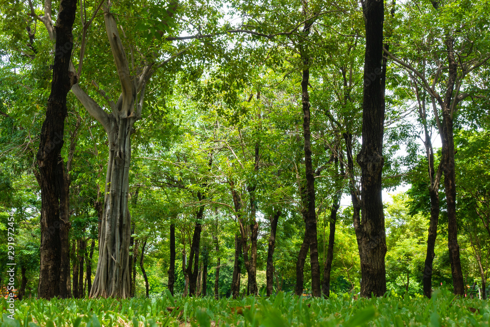 Tropical green forest in the jungle background many trees. Tropical green forest in the jungle background many trees.