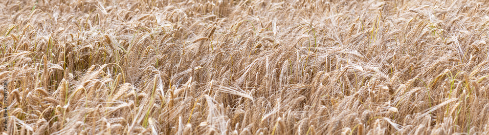 Banner oder Hintergrund Weizen Nahaufnahme Banner oder Hintergrund Weizen Nahaufnahme