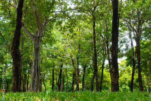 Tropical green forest in the jungle background many trees.