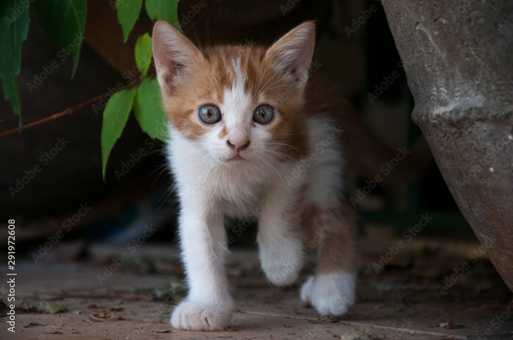 Obraz premium Cats XII