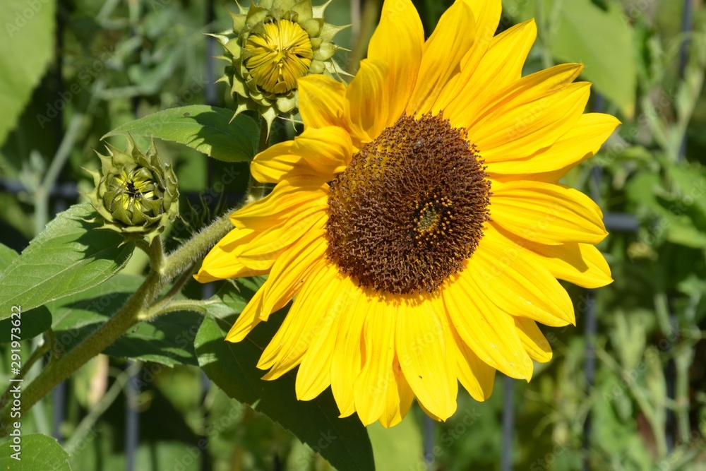 Obraz premium Piękny zwykły słonecznik z pąkami na płocie ogrodowym - Helianthus annuus
