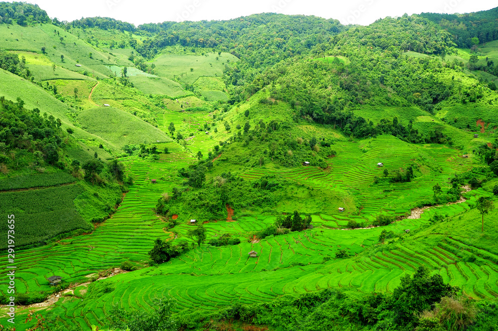 Green Terraced Rice Field in Mae Long House Green Terraced Rice Field in Mae Long House