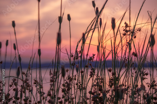 plants with sunset on background
