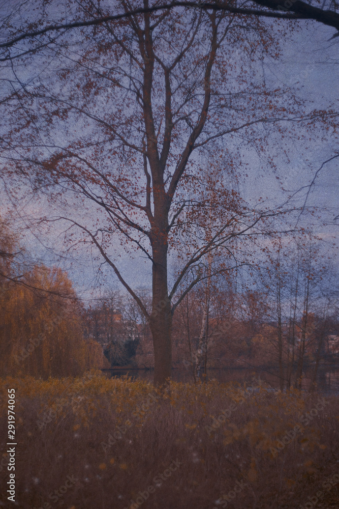 sunset in the forest sunset in the forest