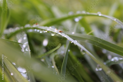 dew on grass