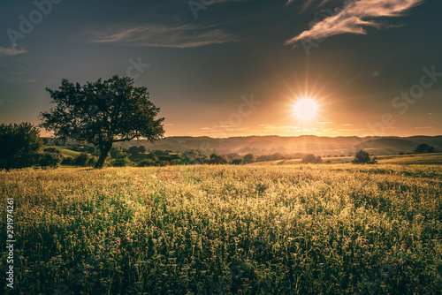 Sommer und Wiese