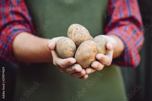 Farmer in apron holds in his hands the tubers of homemade potatoes. Potato harvest, agriculture and rural farming in the countryside