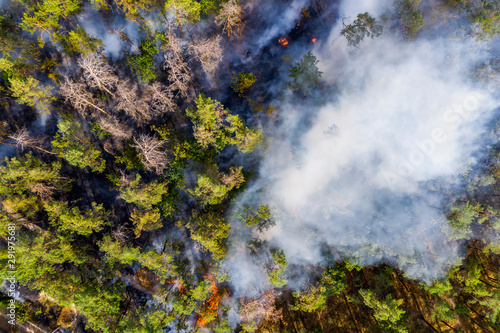 фотографія Aerial view of wildfire in forest