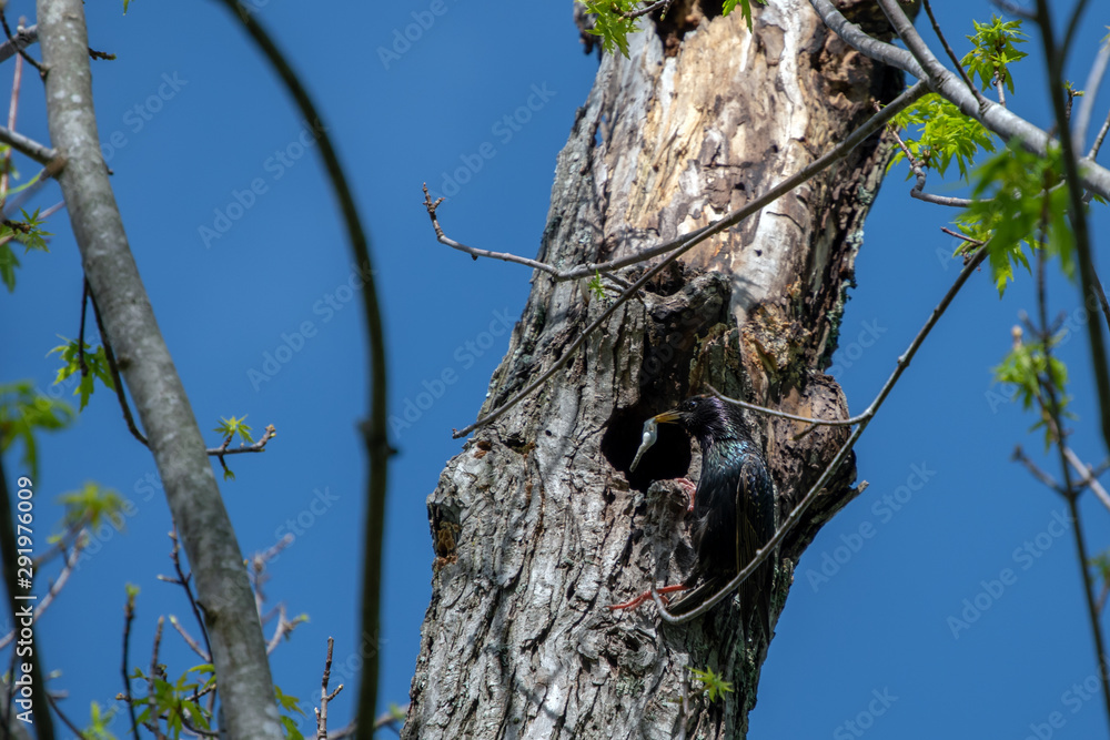 A close up of a starling bird cleaning out the nest where babies have recently hatched. Bokeh effect. A close up of a starling bird cleaning out the nest where babies have recently hatched. Bokeh effect.