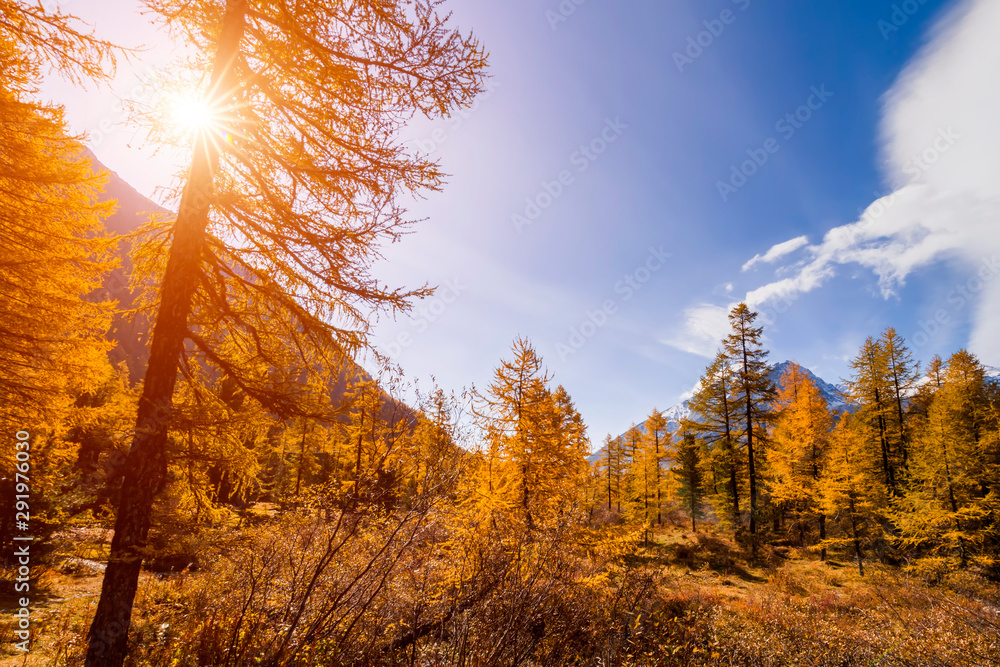 Autumn landscape in the mountains with golden larches. Canada. Autumn landscape in the mountains with golden larches. Canada.