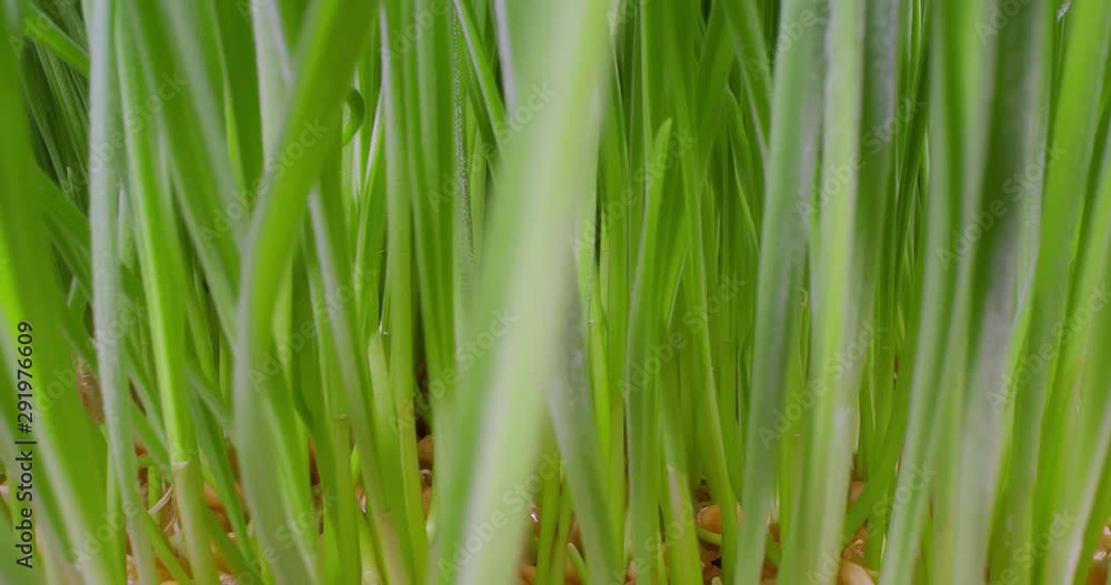 Growing Green Grass Wheat On  With Water Drops. Extreme Macro.