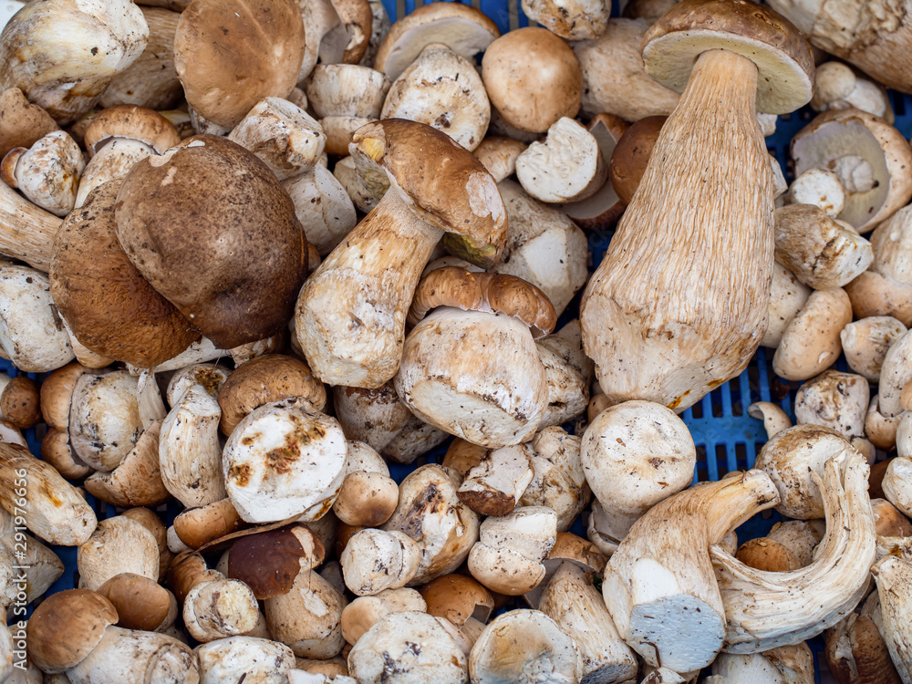 Organic fresh mushroom harvested from forest Organic fresh mushroom harvested from forest