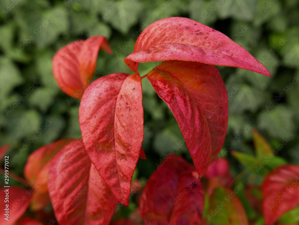 foglie rosse in primo piano