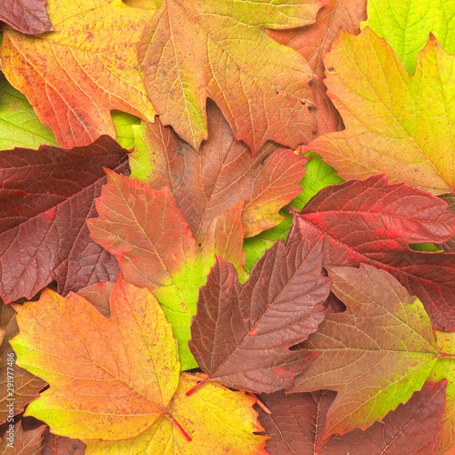 Fall foliage in the fall. Leaves of a plant of different colors