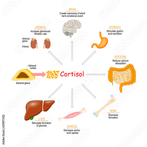 Cortisol hormone. Health effects
