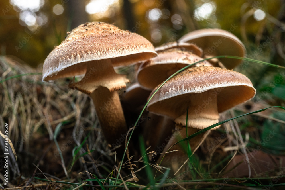 Fototapeta premium Waldpilze