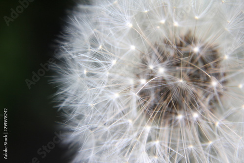 dandelion on black background