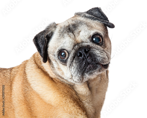 Closeup Portrait Sweet Pug Purebred Dog