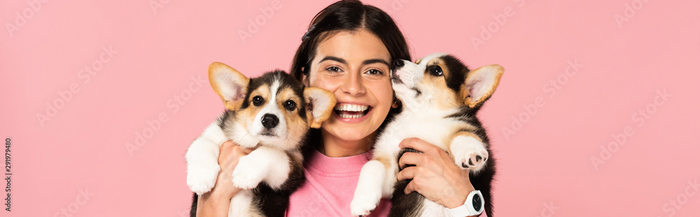 smiling woman holding Welsh Corgi puppies, isolated on pink - obrazy, fototapety, plakaty 
