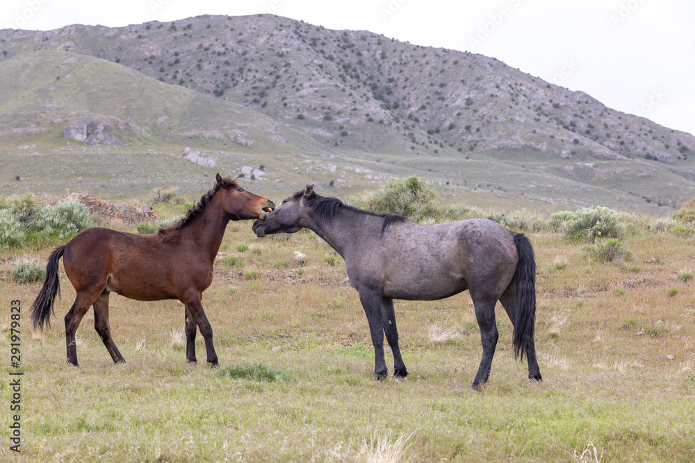 Wild Horses in the Utah Desert in Spring