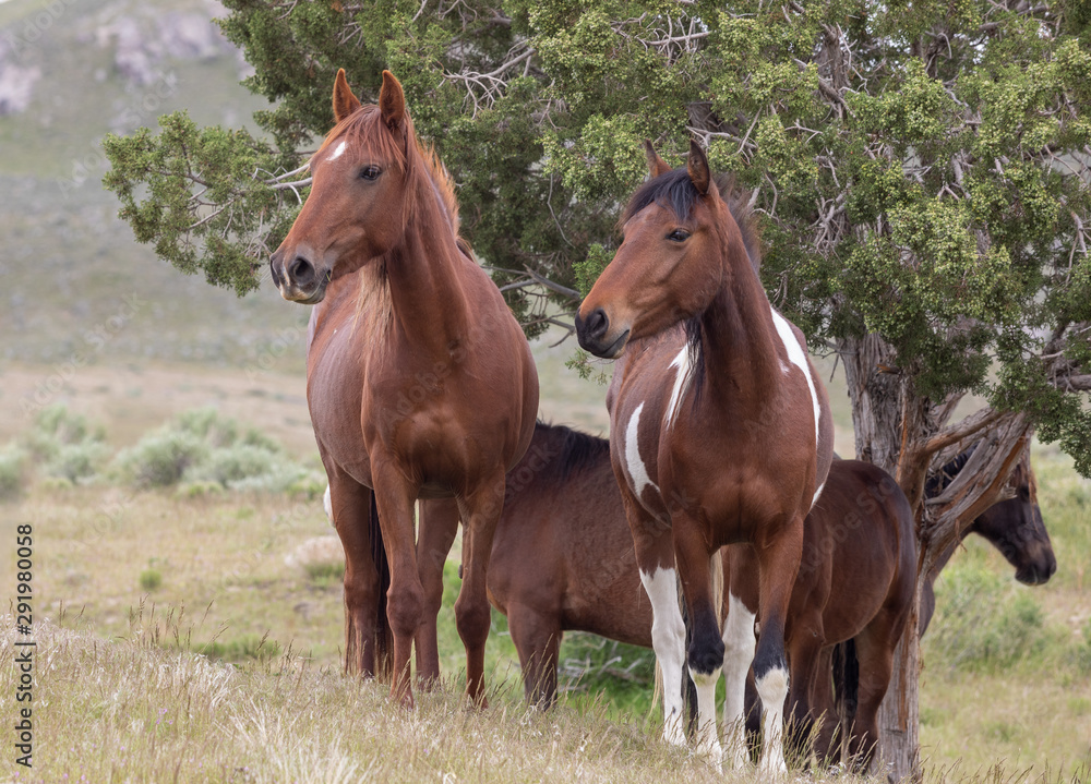 Fototapeta premium Dzikie konie na pustyni Utah wiosną