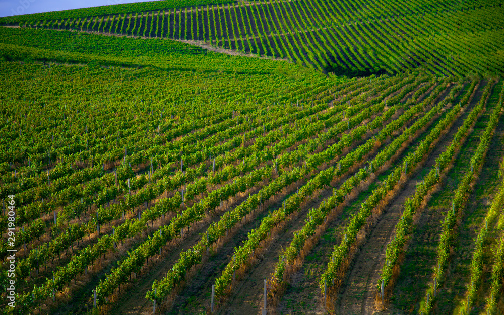 Nature, background,with Vineyard in autumn harvest. Ripe grapes in fall. Nature, background,with Vineyard in autumn harvest. Ripe grapes in fall.
