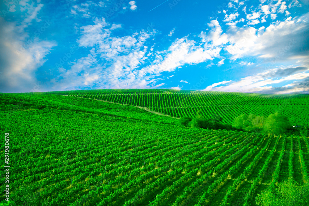 Nature, background,with Vineyard in autumn harvest. Ripe grapes in fall. Nature, background,with Vineyard in autumn harvest. Ripe grapes in fall.