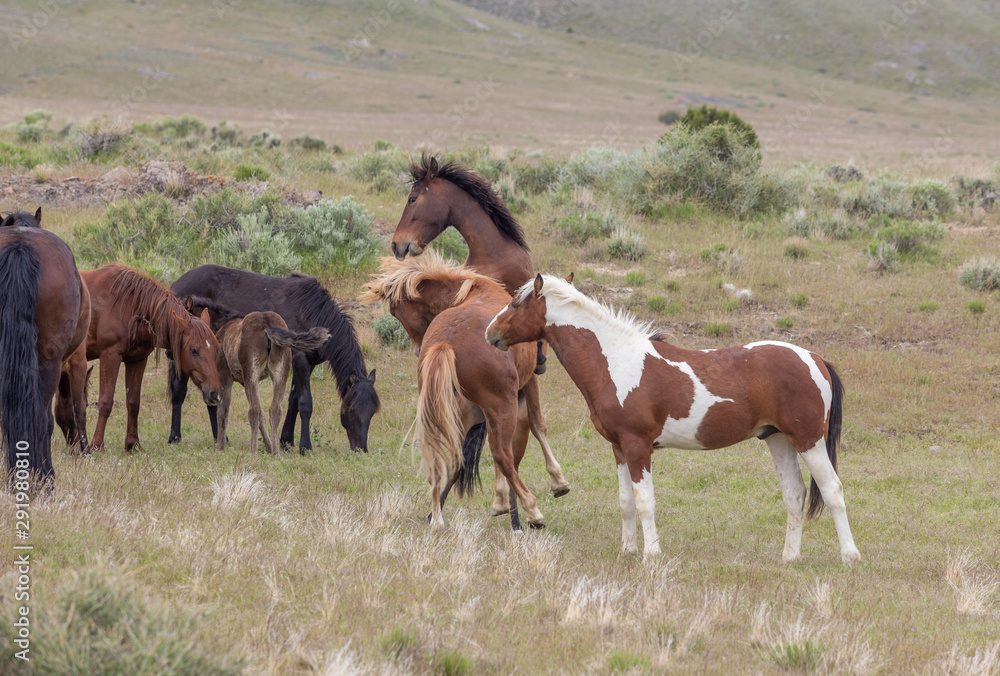 Obraz premium Wild Horses in the Utah Desert in Spring