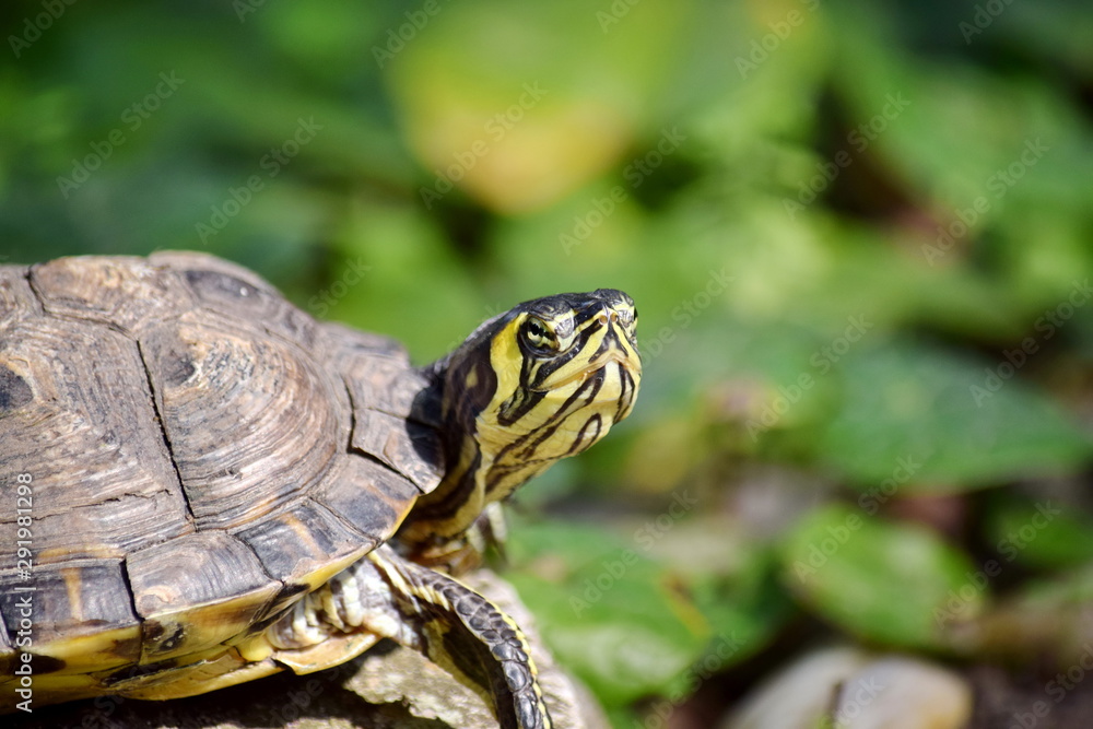 Red Eared Slider Turtle Watching Portrait Red Eared Slider Turtle Watching Portrait