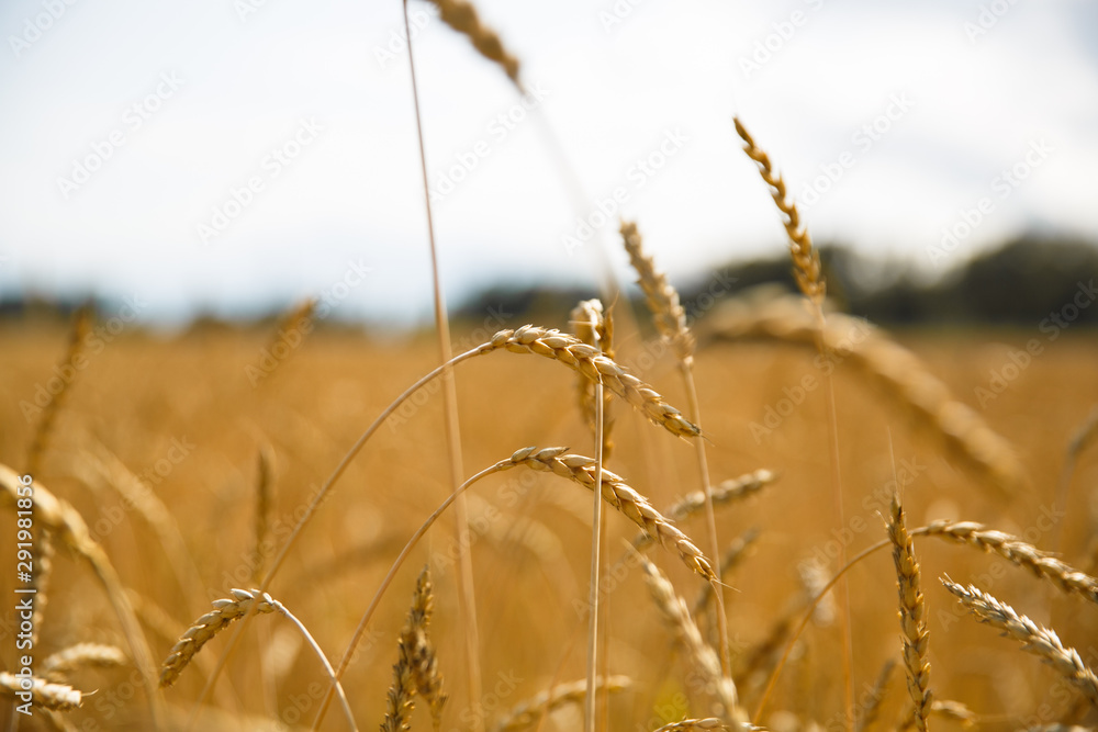 Fototapeta premium A lot of golden spikelets on a wheat field