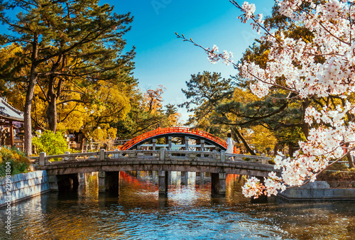 Fototapeta Naklejka Na Ścianę i Meble -  Japanese bridge in Osaka, cherry blossom are in a full bloom.