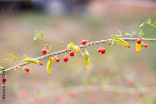 Autumn red goji fruits on a branch