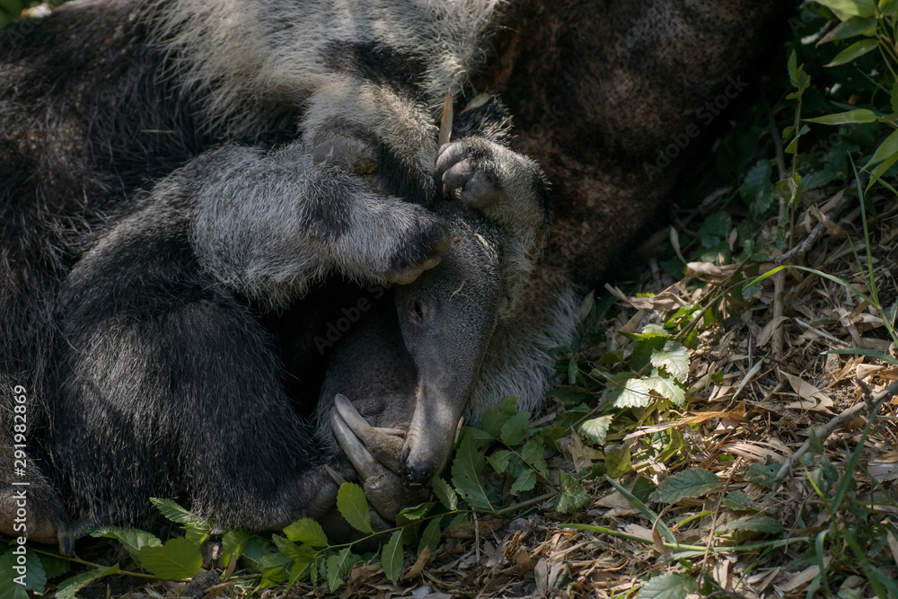 Oso hormiguero gigante con su jóven cría