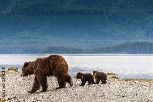 Huge mother bear together with two small cubs. On the beach in Alaska. Brown bear and her kids are looking for food, behind is big green forest. Wild life on the island close to Juneau. Excursion.