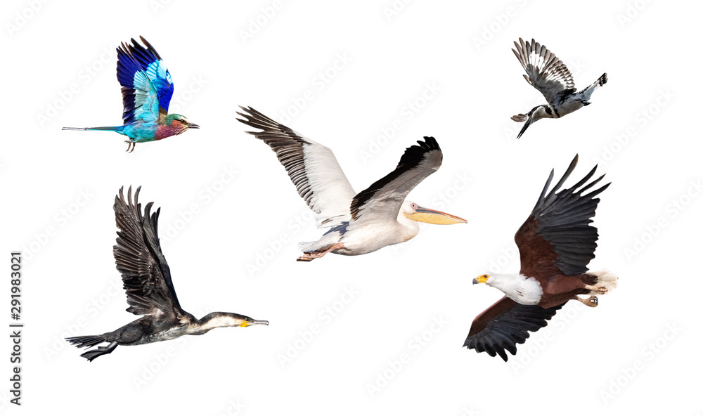 Obraz premium Collection of African Birds In Flight