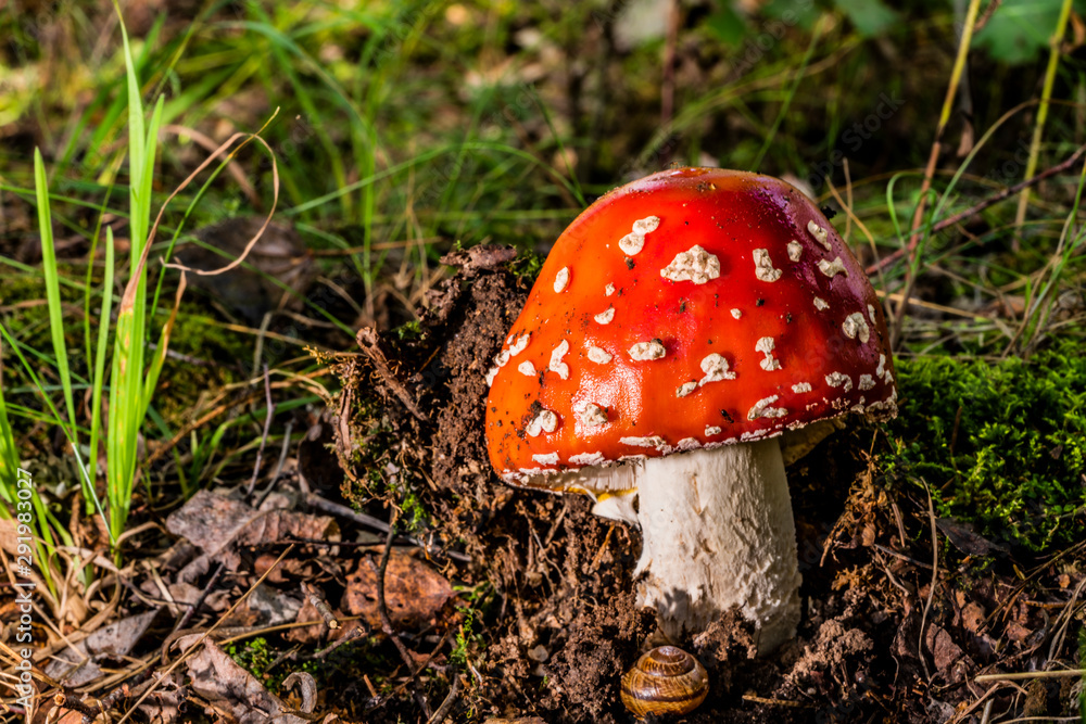 Red mushroom climbs out of the ground Red mushroom climbs out of the ground