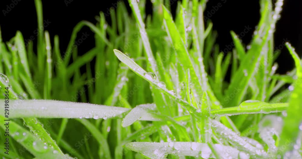 Growing Green Grass Wheat On With Water Drops. Extreme Macro. Growing Green Grass Wheat On With Water Drops. Extreme Macro.