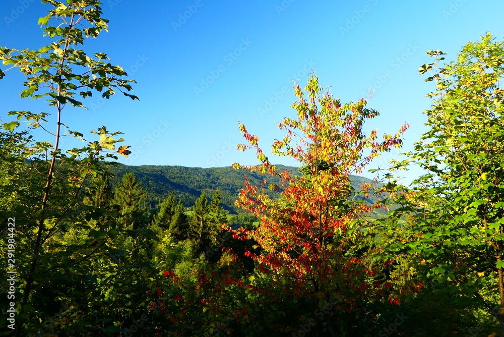 Fototapeta premium herbstlicher Wald